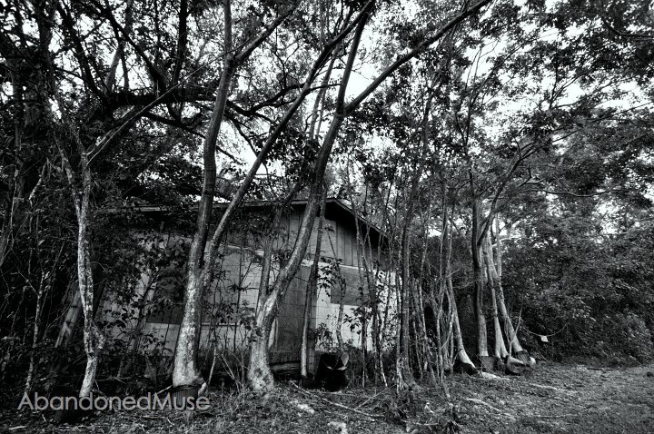 DSC_9565-001.JPG - I love it way more in B&W.