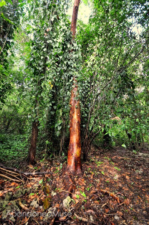 DSC_9572.JPG - Goegeous Gumbo Limbo
