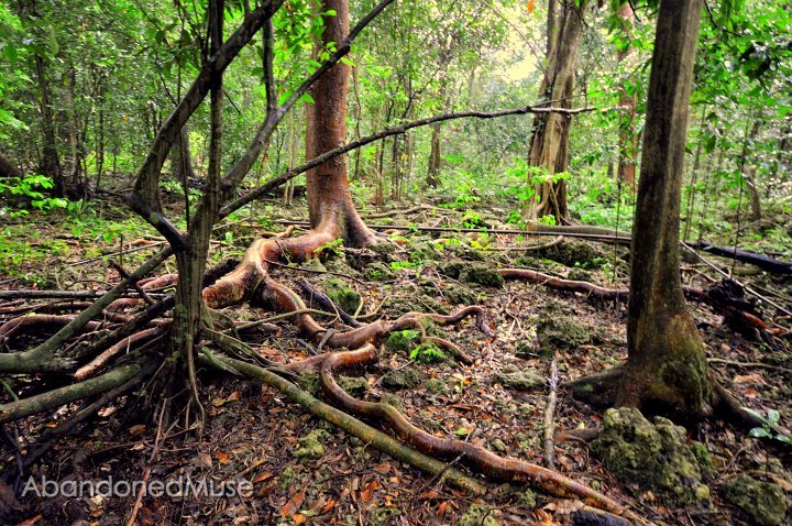 DSC_9573.JPG - Roots