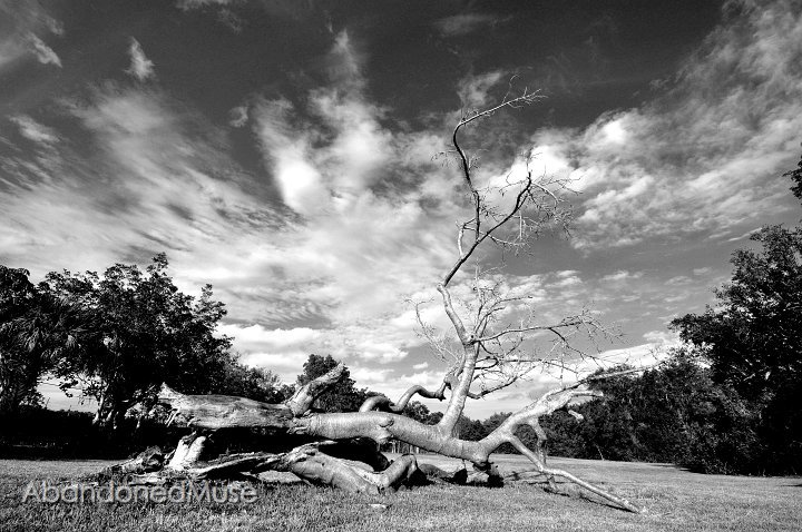 DSC_9632.JPG - Fallen tree