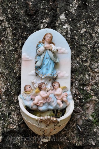DSC_9501.jpg - Found on a tree outside